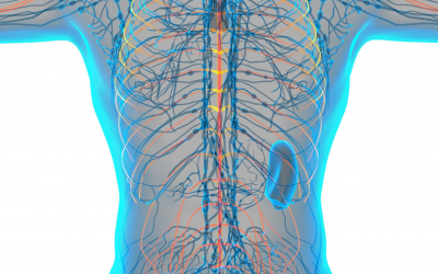 Review Respiratory Anatomy and Physiology CME