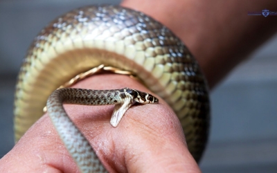 Snakebites in East Africa CME Series CME
